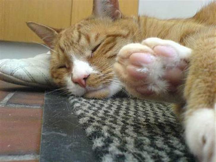 Huskat Mushi billede 8