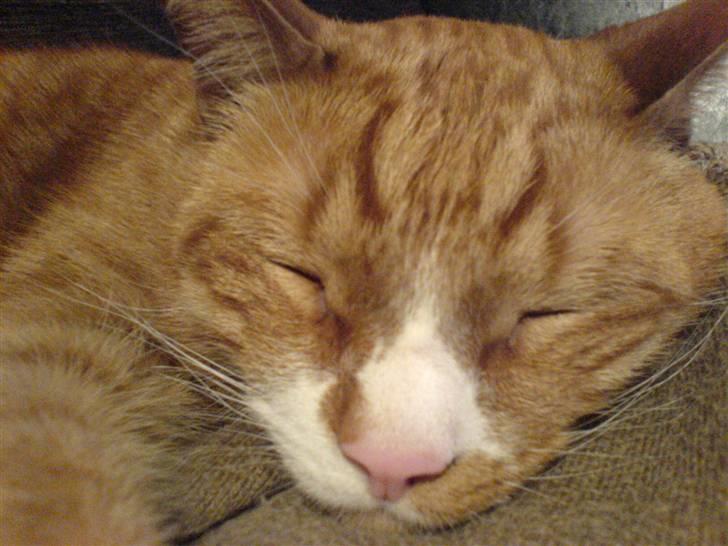 Huskat Mushi billede 9