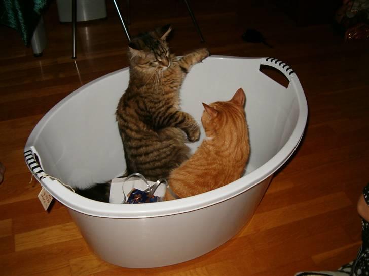 Huskat Mushi - Her med min bedste ven.. Sov sødt Sylle! Savner dig!  billede 10