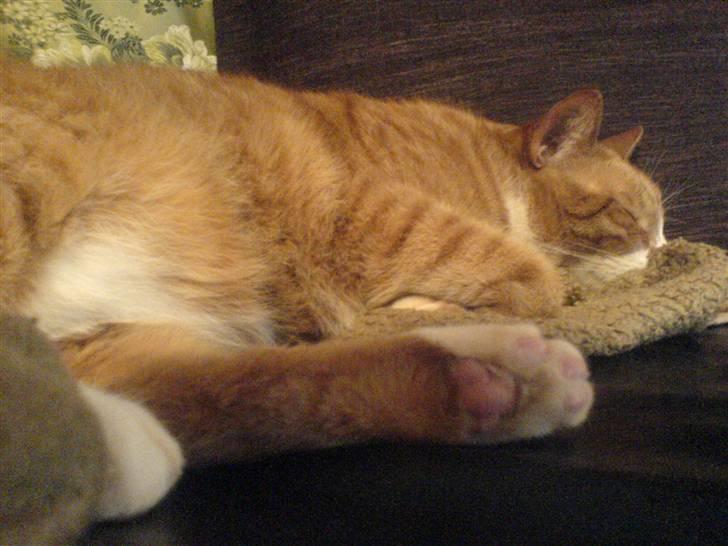 Huskat Mushi billede 11