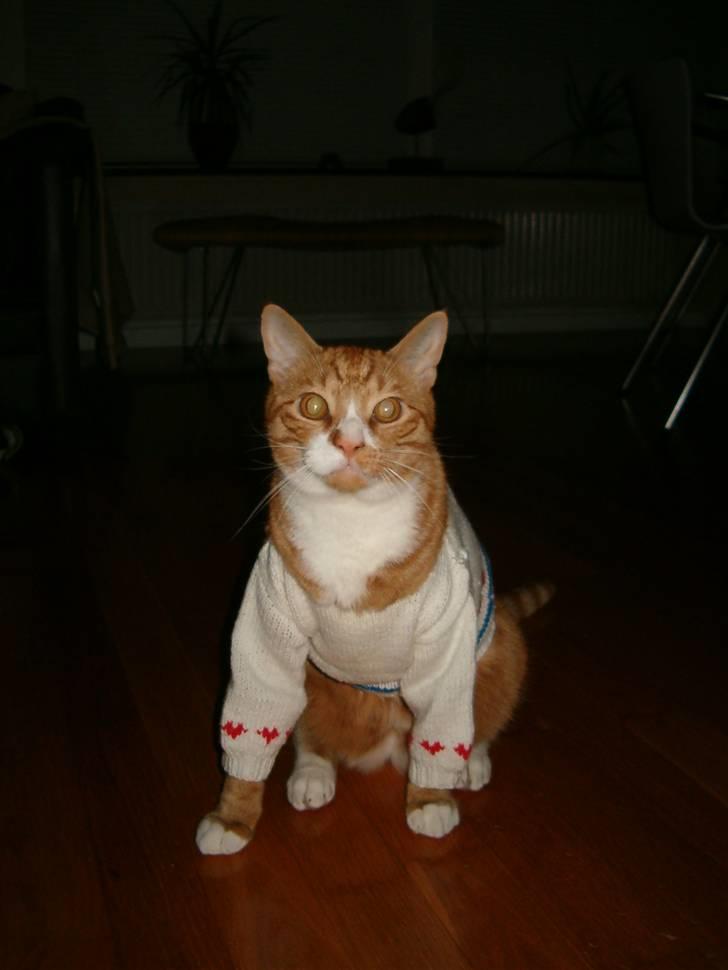 Huskat Mushi billede 12