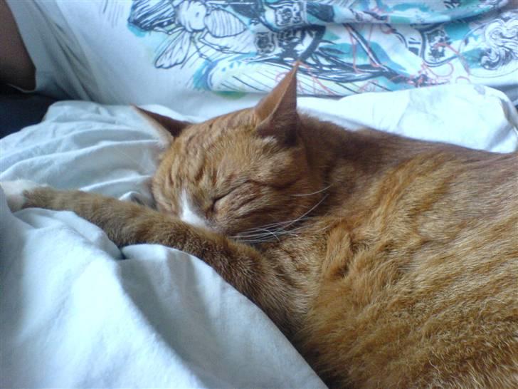 Huskat Mushi billede 13