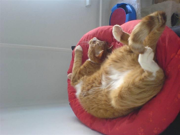 Huskat Mushi billede 14