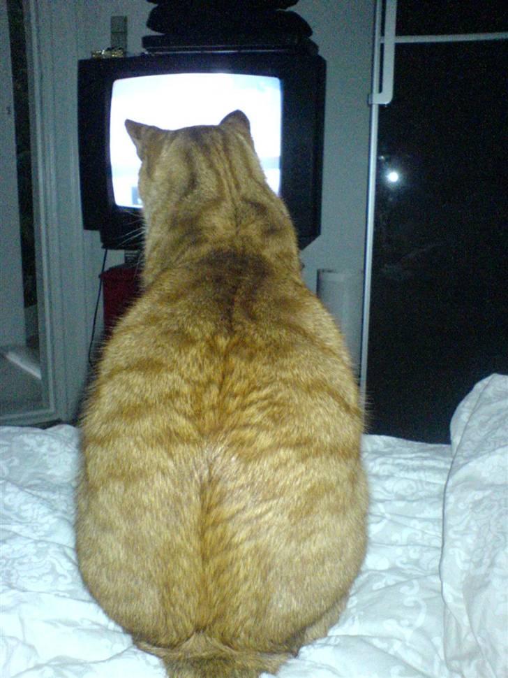 Huskat Mushi billede 15