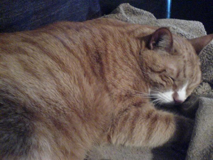 Huskat Mushi billede 16