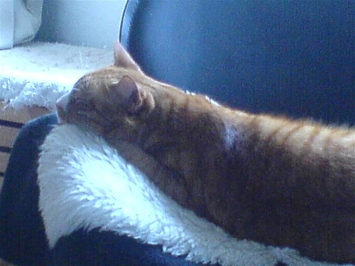 Huskat Mushi billede 17