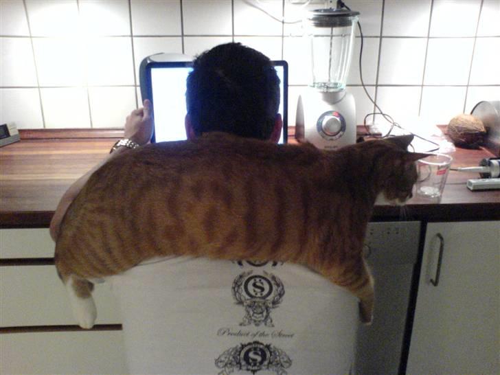 Huskat Mushi billede 18