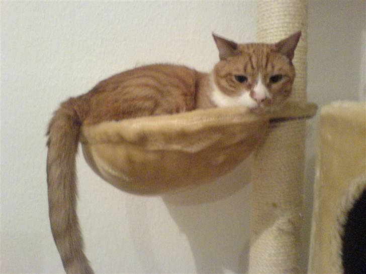 Huskat Mushi billede 19