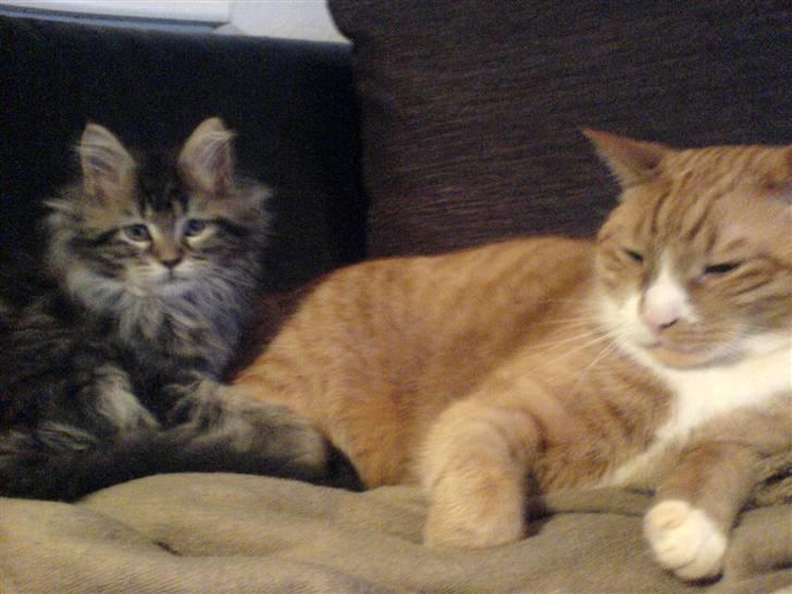 Huskat Mushi billede 20