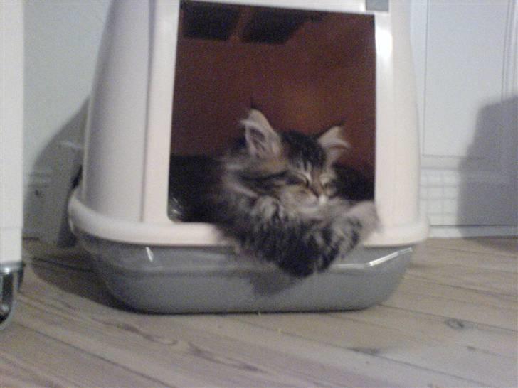 Maine Coon Monrad billede 16