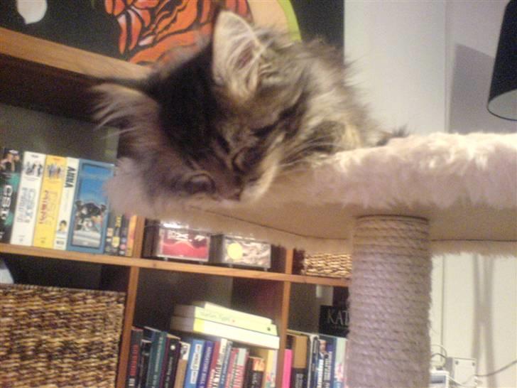 Maine Coon Monrad billede 17