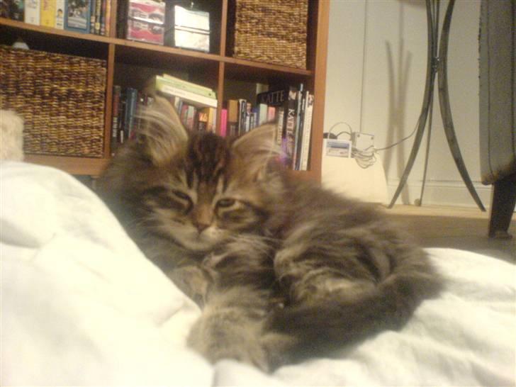 Maine Coon Monrad billede 18