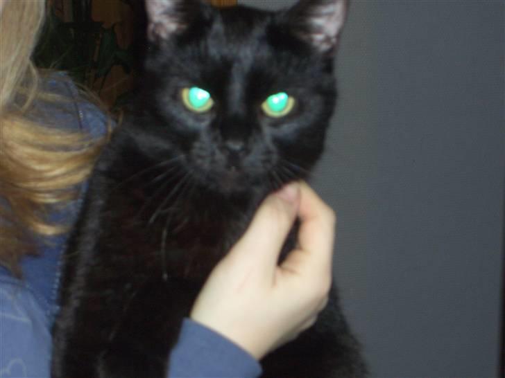 Huskat pjevs (jevs) - Hej jeg hedder Pjevs billede 6