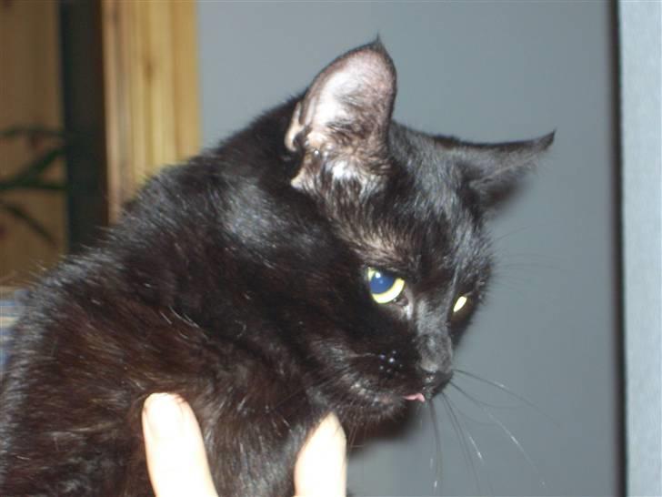 Huskat pjevs (jevs) - Hvad er det en mus? billede 7