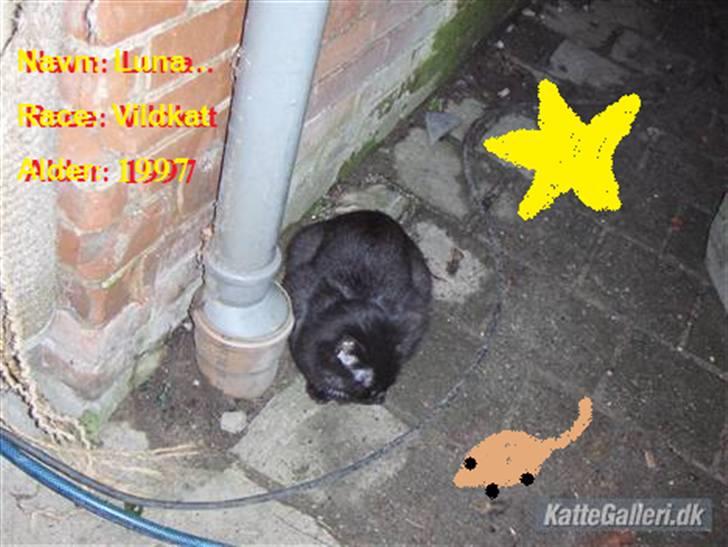 Blanding af racer Luna<3 - Lille luna<3 billede 1