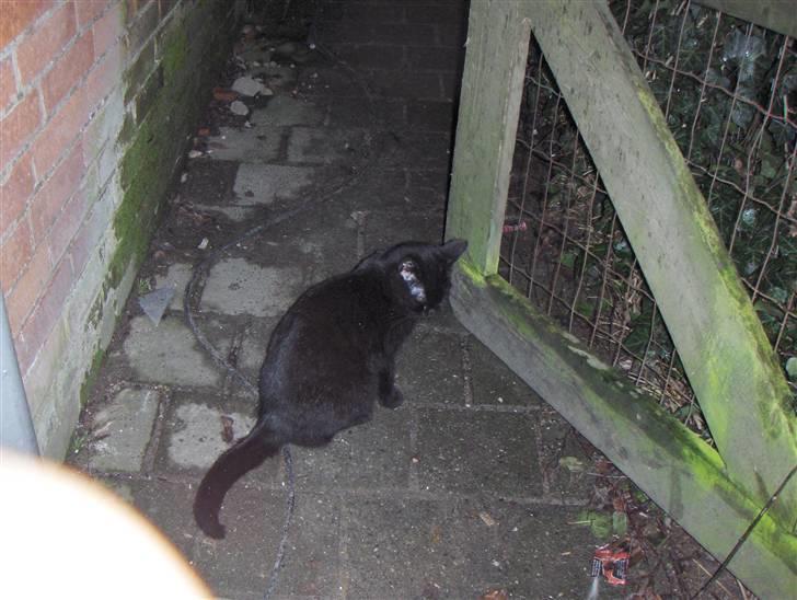 Blanding af racer Luna<3 - Kig lig her over lunaaa billede 2