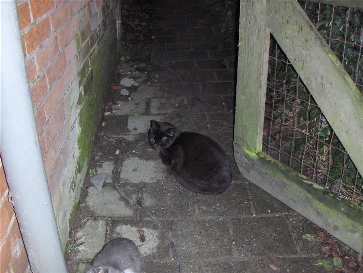 Blanding af racer Luna<3 - Hehe nu vil hun kigge her over billede 3