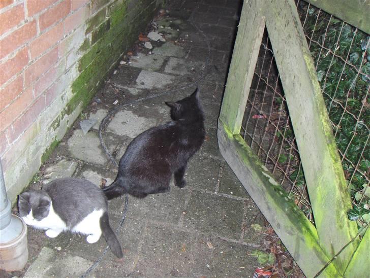 Blanding af racer Luna<3 - hehe luna og bette skid billede 4