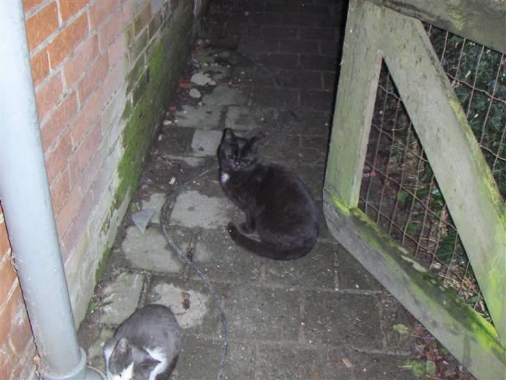 Blanding af racer Luna<3 - luna<3 billede 5