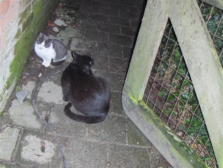 Blanding af racer Luna<3 - Davsh  Luna  billede 7