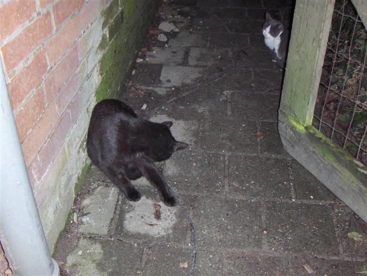 Blanding af racer Luna<3 - Jaa der er skun heden billede 8