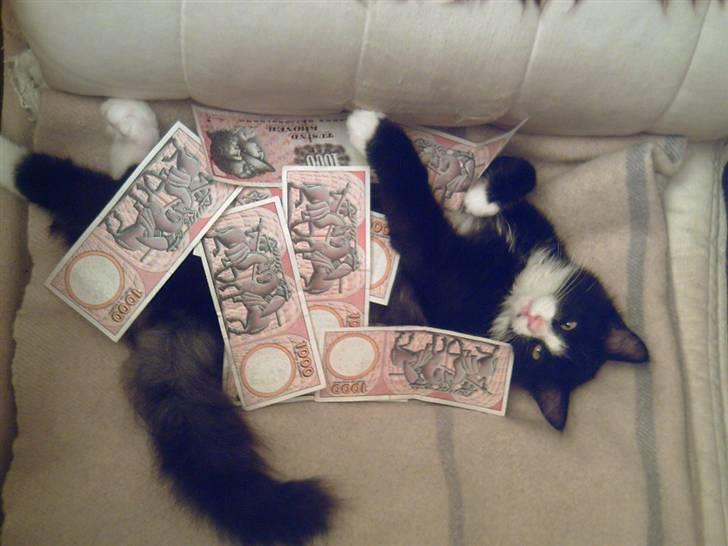 Blanding af racer Fluffy R.I.P billede 1