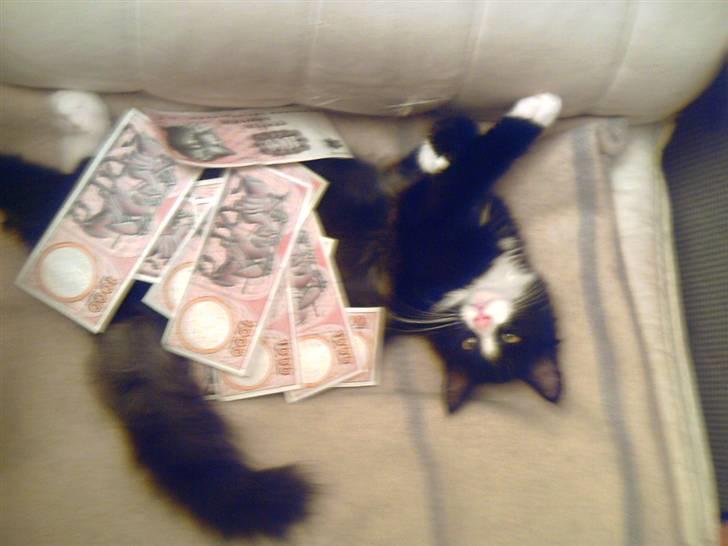 Blanding af racer Fluffy R.I.P billede 3