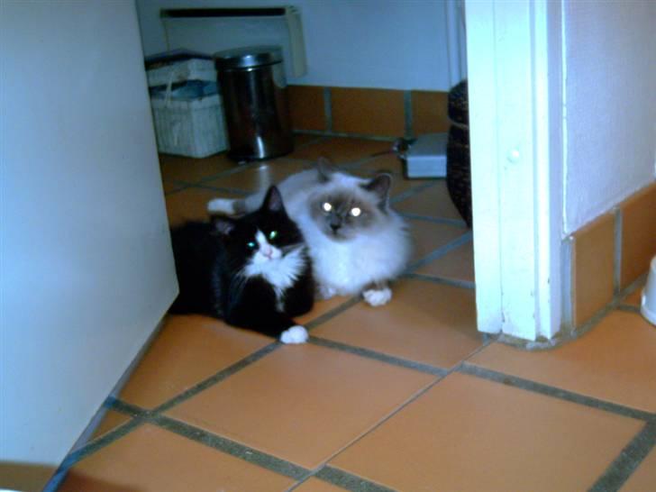 Blanding af racer Fluffy R.I.P billede 4