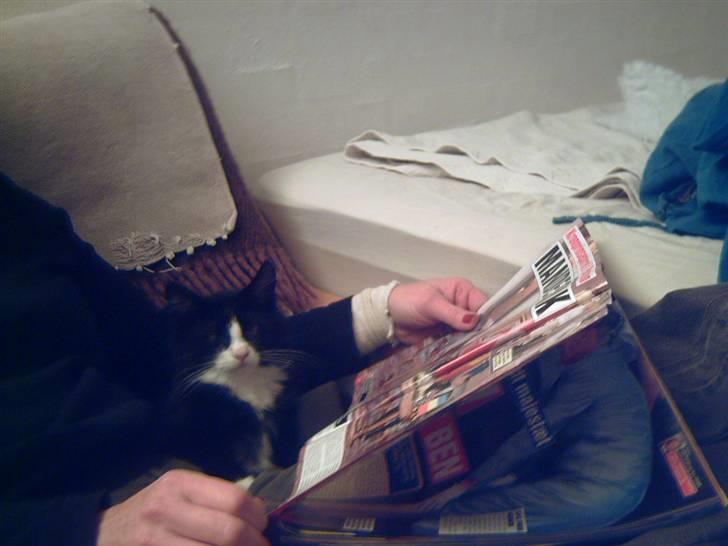 Blanding af racer Fluffy R.I.P billede 5