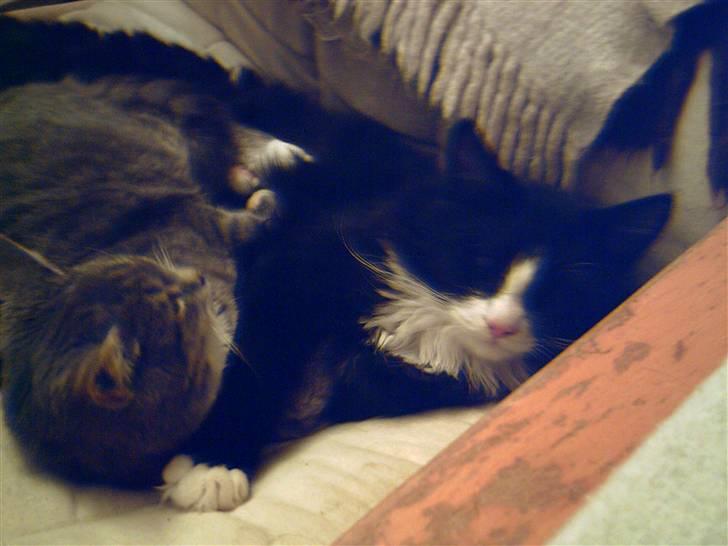 Blanding af racer Fluffy R.I.P billede 6