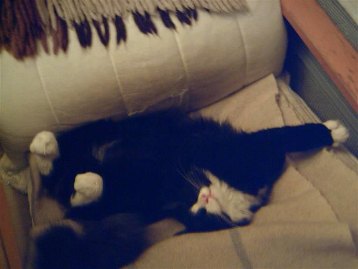 Blanding af racer Fluffy R.I.P billede 7