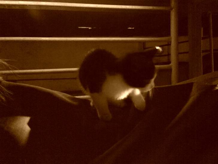 Huskat VRCL's Lille Mis *VÆK* billede 9