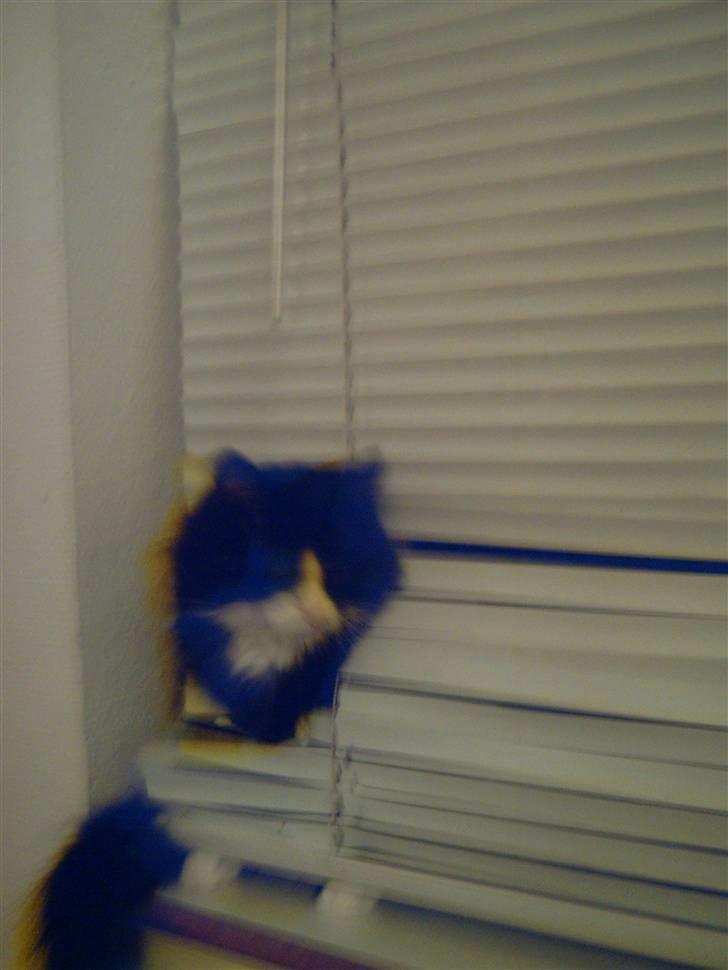 Blanding af racer Fluffy R.I.P billede 8