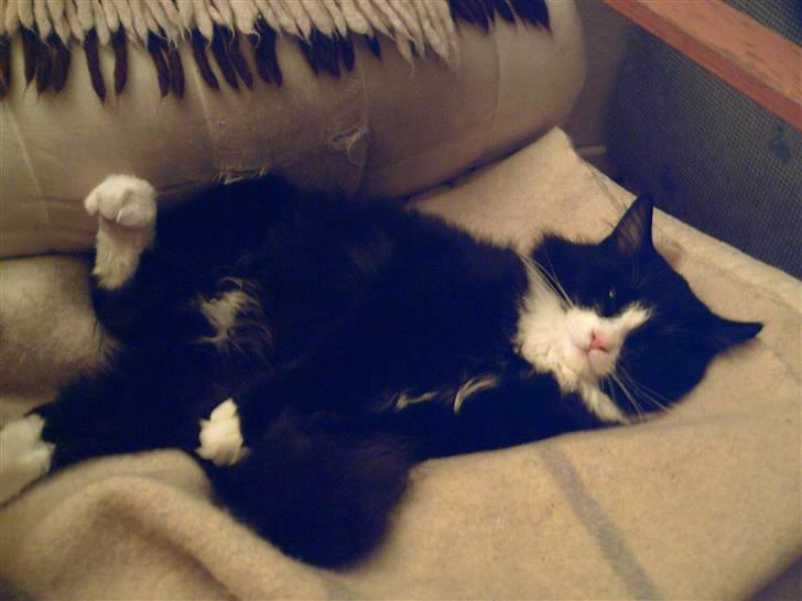 Blanding af racer Fluffy R.I.P billede 9