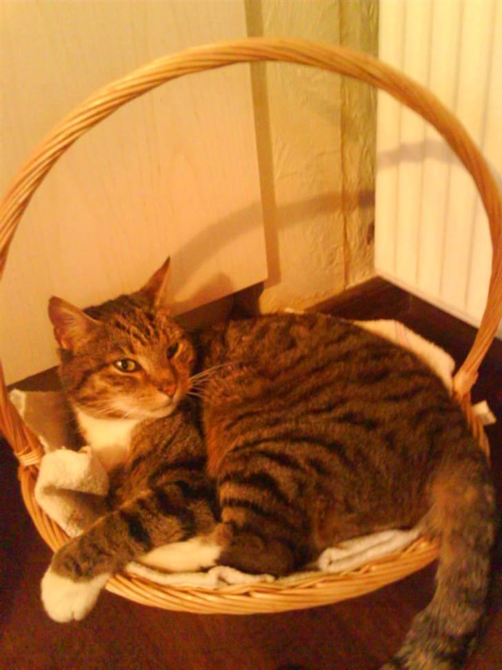 Huskat misser - se min nye julekurv ! billede 1