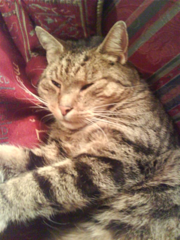 Huskat misser - dejligt at være hjemme billede 2