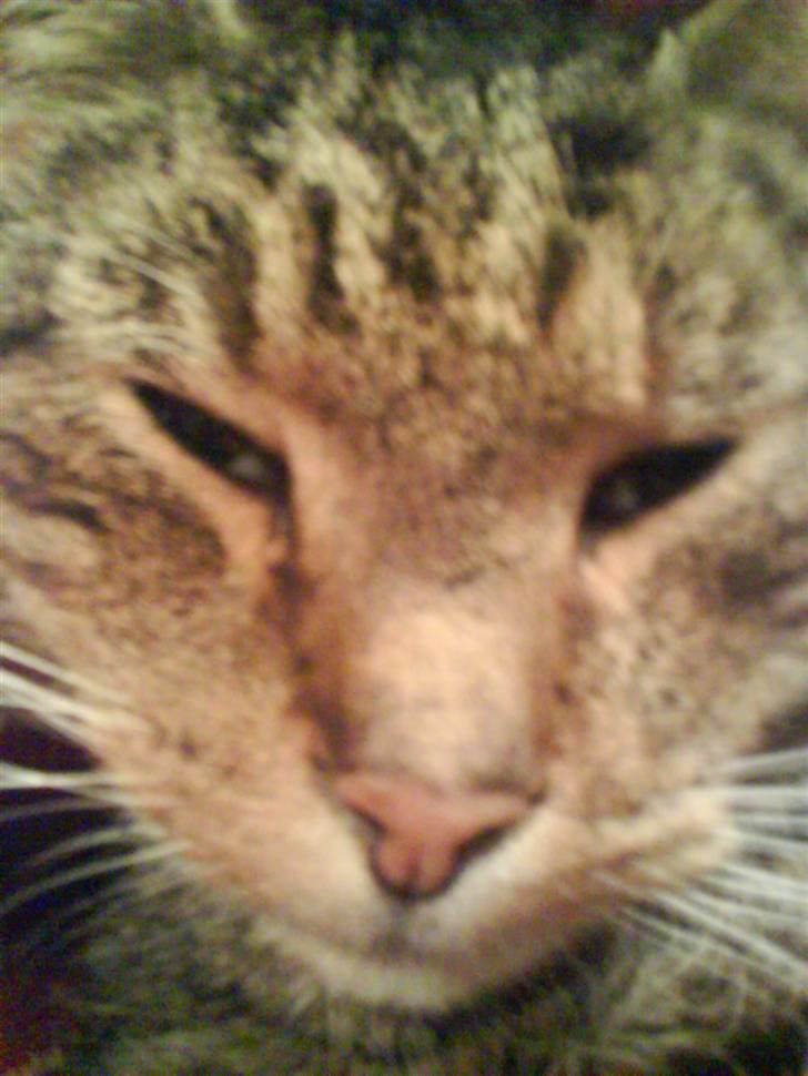 Huskat misser billede 3