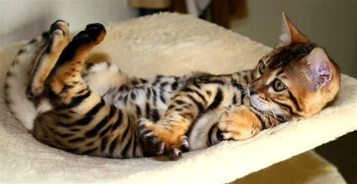 Bengal Divya billede 6