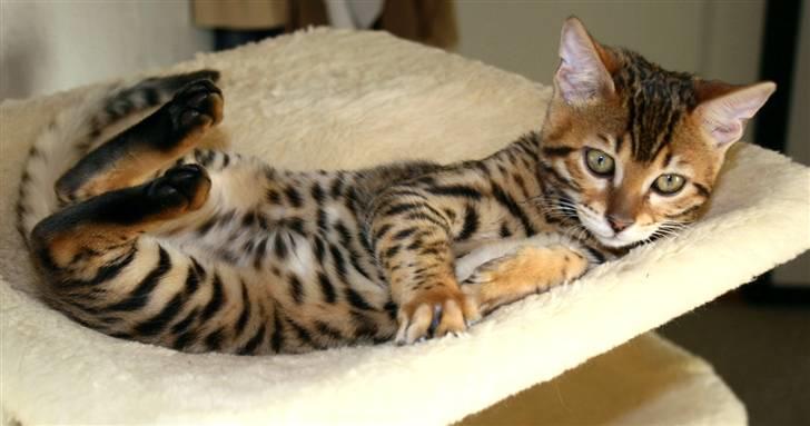 Bengal Divya billede 7