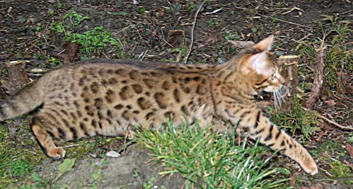 Bengal Divya billede 8