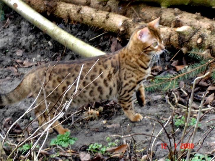 Bengal Divya billede 9