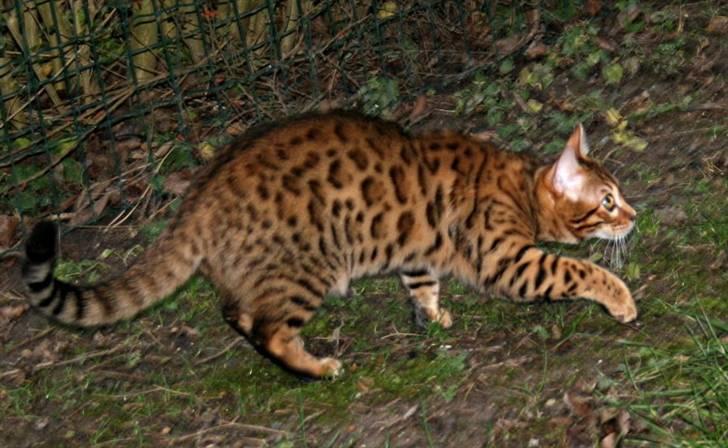 Bengal Divya billede 10