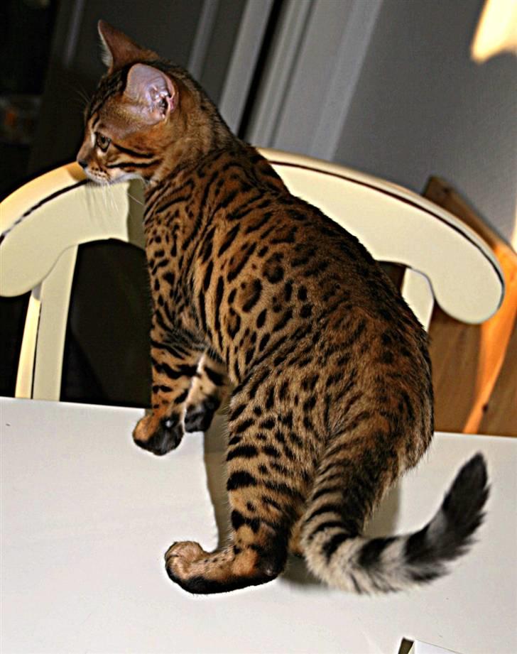 Bengal Divya billede 11