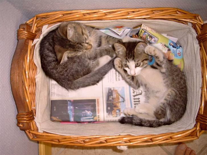 Huskat cato<33 - wiii mig og athot som mindre:) miig Cato har hænderne op for athos siger hænderne op eller bukserne ned billede 7