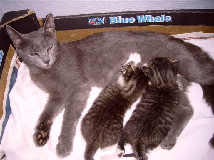 Huskat cato<33 - da de andre killinger var væk fra os:( billede 9