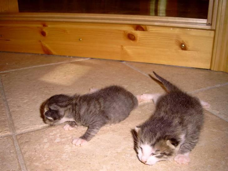 Huskat cato<33 - vi to små vi går lige en tur billede 10