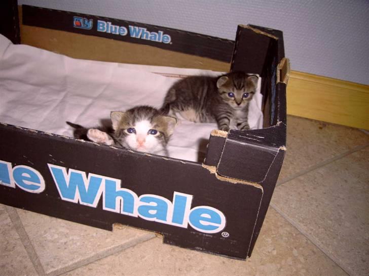 Huskat cato<33 - da vi var små var vi lidt frække for jeg ville over kassen billede 11