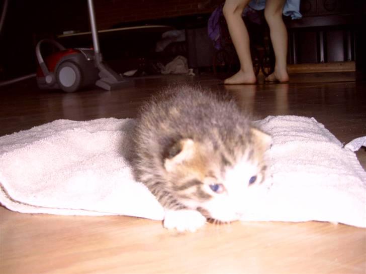 Huskat cato<33 - jeg var bare sød som killing billede 12