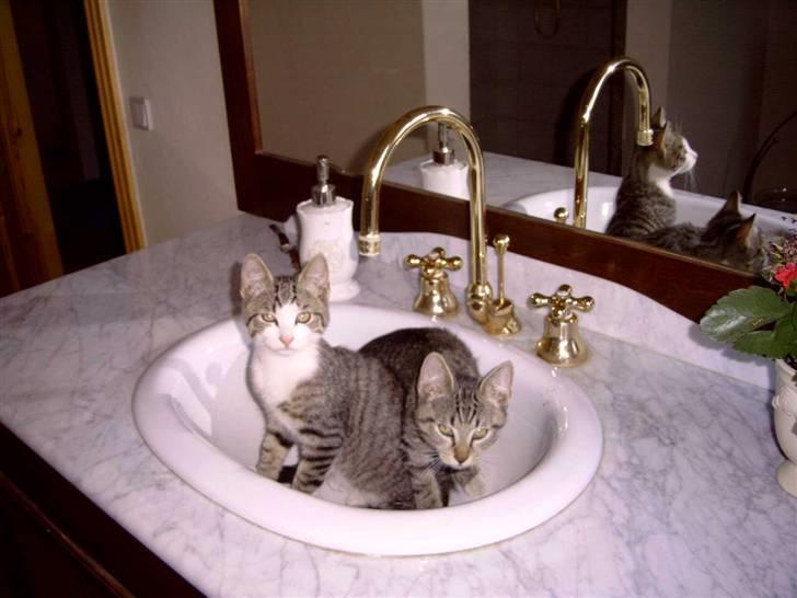 Huskat cato<33 - athos flyt diig billede 13