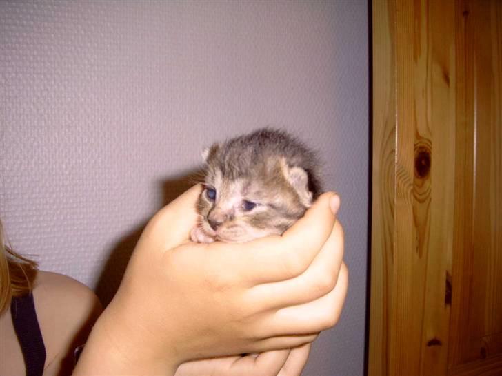 Huskat Athos - er jeg ikk nuttet billede 8